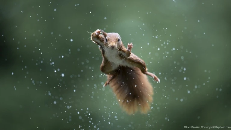 — © Bild: Alex Pansier / Comedywildlifephoto.com.