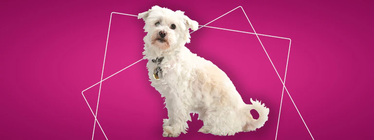  — © Radio Arabella