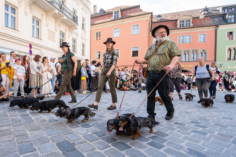 Auf der letzten Dackelparade spazierten mehr als 1.000 der kurzbeinigen Hündchen mit ihren Besitzerinnen und Besitzer durch die Stadt. (Archivbild) — © Armin Weigel/dpa