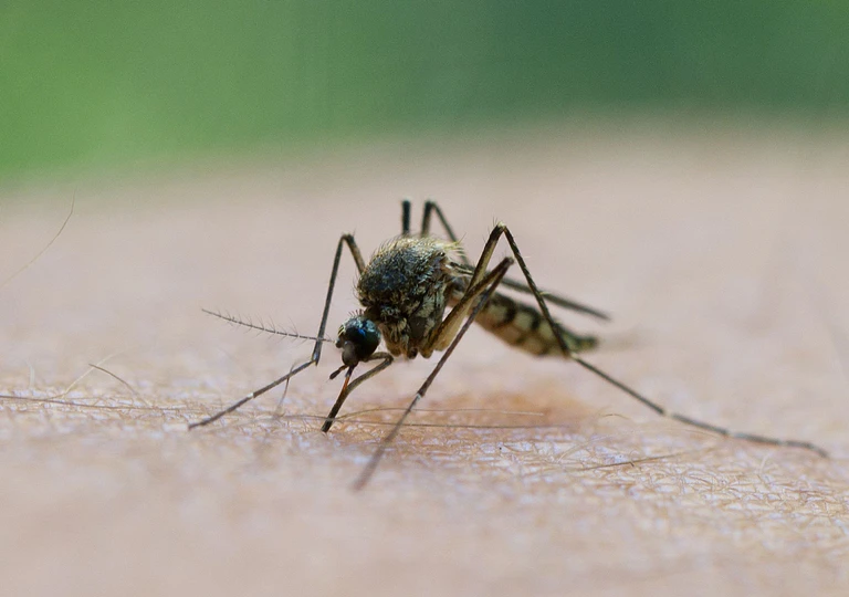 Durch einen Mückenstich soll sich ein Mann im Landkreis Aschaffenburg mit dem West-Nil-Virus angesteckt haben. (Symbolbild) — © Patrick Pleul/dpa-Zentralbild/dpa