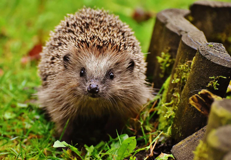Igel — © Photo by Alexas_Fotos on Unsplash