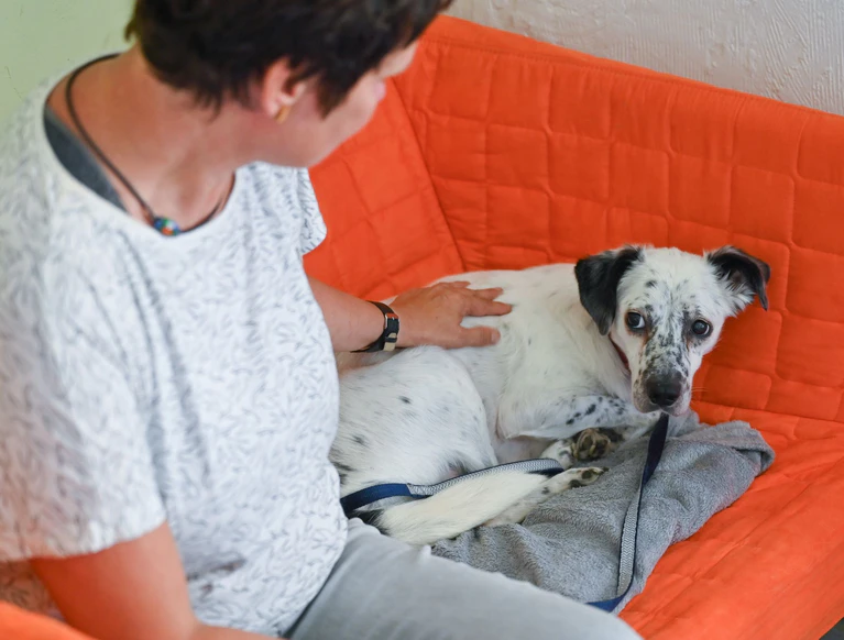 Ängstliche Hunde bekommen wegen der Böllerei zu Silvester oft Panikzustände und müssen beruhigt werden. (Symbolfoto) — © Patrick Pleul/dpa