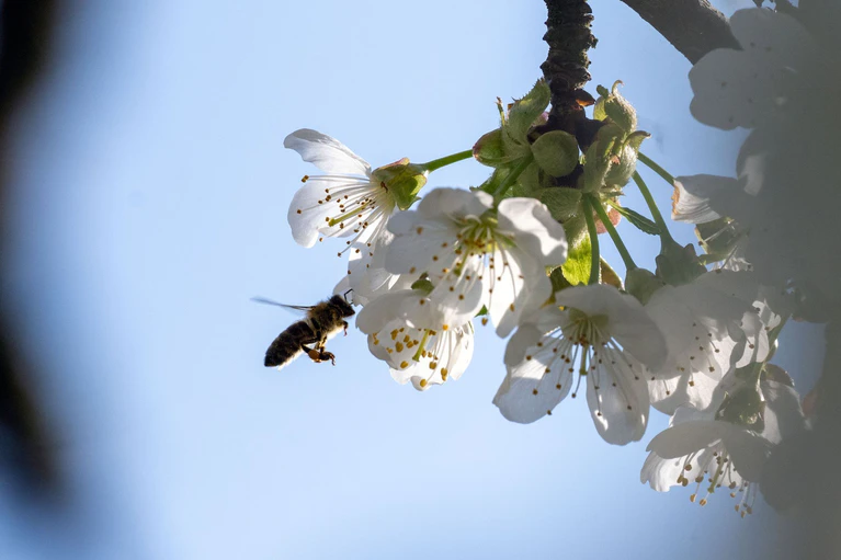 Die Kirschblüte in Franken ist noch in vollem Gange. (Archivbild) — © Pia Bayer/dpa