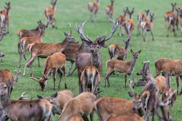 Die Mitglieder des bayerischen Jagdverbandes wählen ihren Präsidenten. Favorit ist Amtsinhaber Ernst Weidenbusch.  (Symbolbild) — © Daniel Karmann/dpa