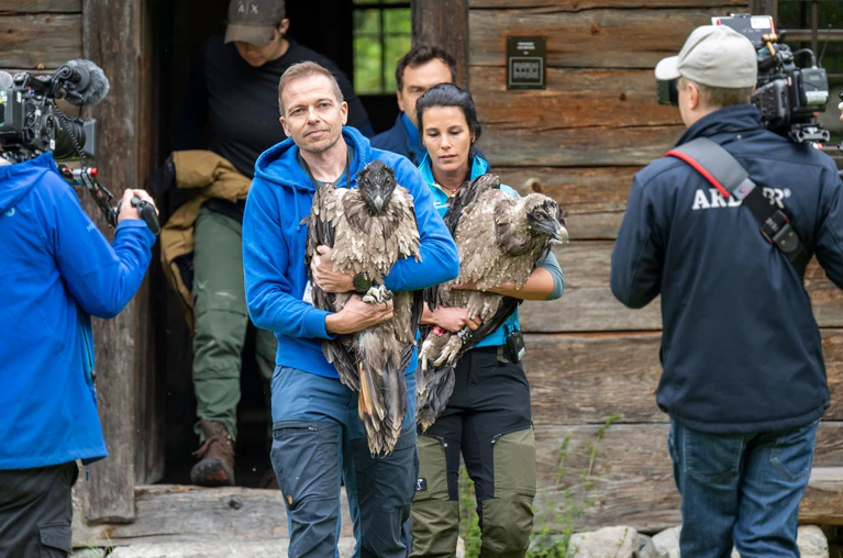 Die Junggeier sind schon rechte Brocken - und haben als ausgewachsene Vögel eine Spannweite von knapp drei Metern.  — © Peter Kneffel/dpa