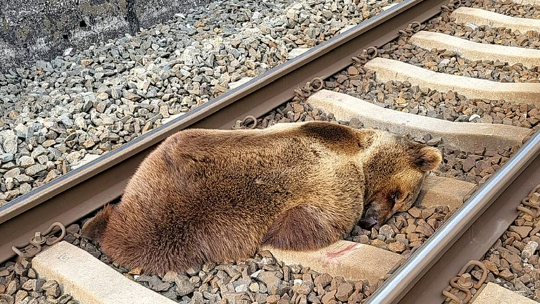 Toter Bär — © Bild: Salzburger Jägerschaft