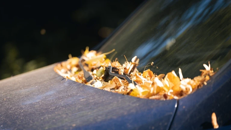 Pollen Auto Dreckig — © Bild: Schorsch / Pixabay