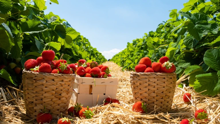 Erdbeerfeld — © Bild: kotangens / IStock