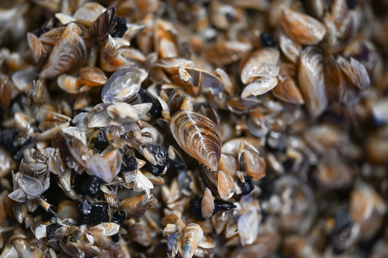 Die Muscheln breiten sich seit Jahren aus. (Archivbild) — © Felix Kästle/dpa