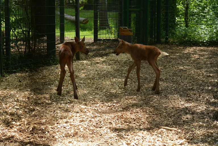  — © ©&nbsp;Bild: Tierpark Hellabrunn