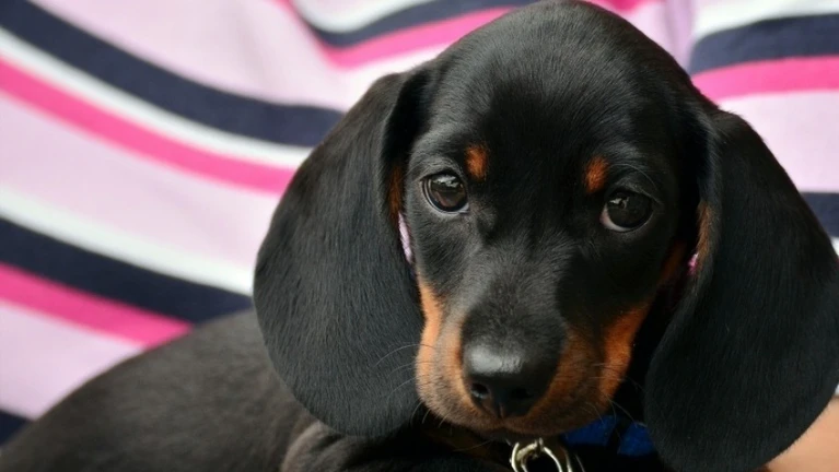 Dachshund Dackel — © Bild: congerdesign / Pixabay