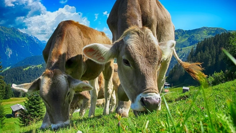 Kühe Alpen Wiese Bauernhof — © Pete Linforth / Pixabay.com