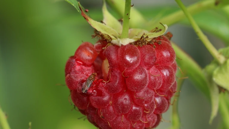 Fruchtfliegen Obst Obstfliegen Fliegenplage — © i-am-helen / iStock