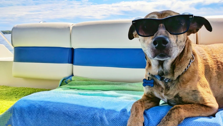 Hund Sommer Hundstage Boot Sonnenbrille Süß — © Josh Rakower / Unsplash