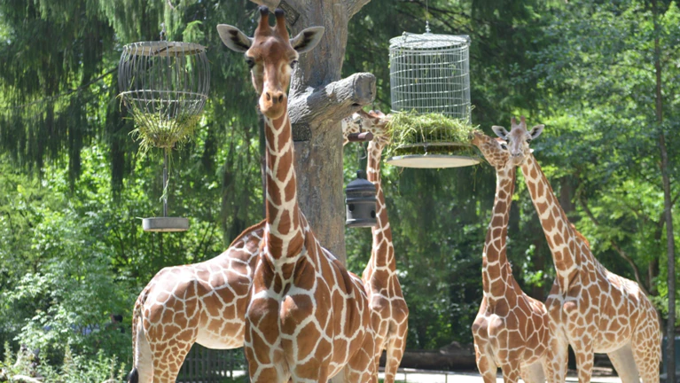 Tierpark Hellabrunn — © Bild: Tierpark Hellabrunn