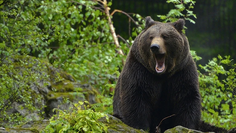 Bär — © Bild: sasabrno / IStock
