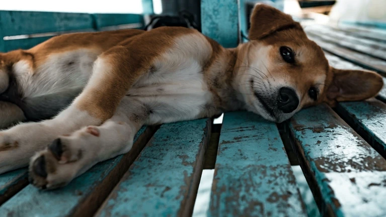 Tiere Wetterumschwung Hitze Kälte Hund liegt krankes Tier — © Bild: Jesse Schoff / Unsplash