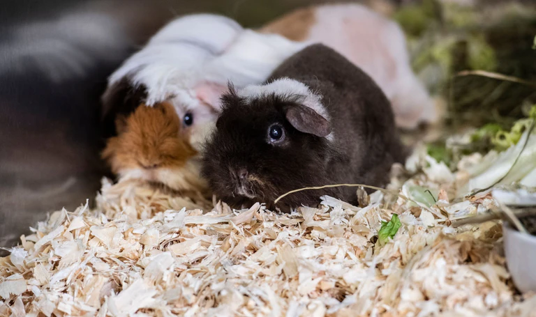 Die Polizei hat 20 Meerschweinchen in mit Einstreu ausgelegten Kisten gefunden. (Symbolbild) — © Paul Zinken/dpa