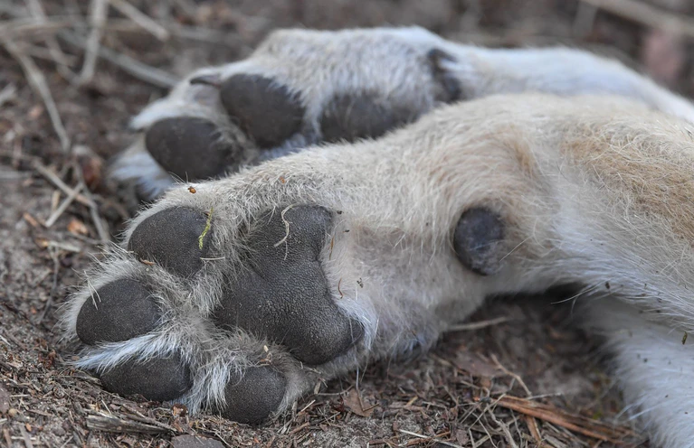 Mitte Oktober fand ein Zeuge den toten Wolf im Wald. (Symbolbild) — © Patrick Pleul/dpa