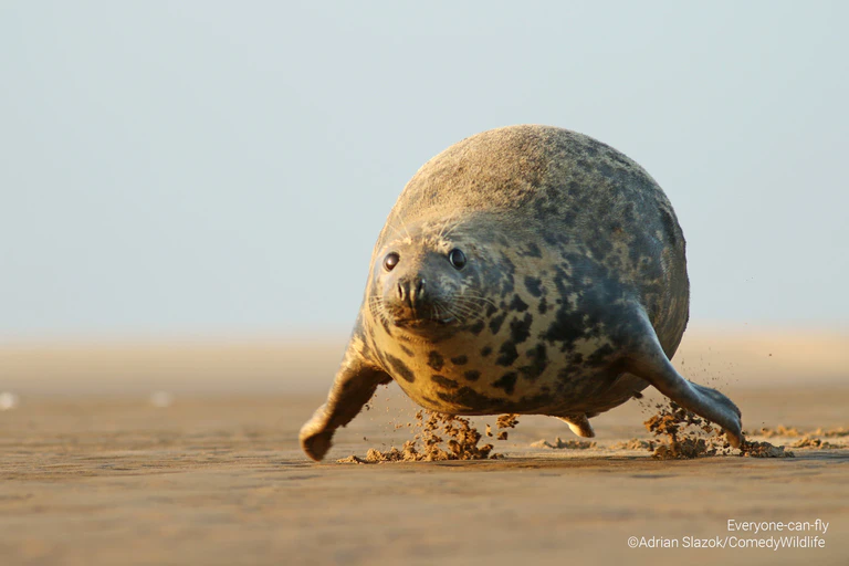  — © © Adrian Slazok / Comedy Wildlife