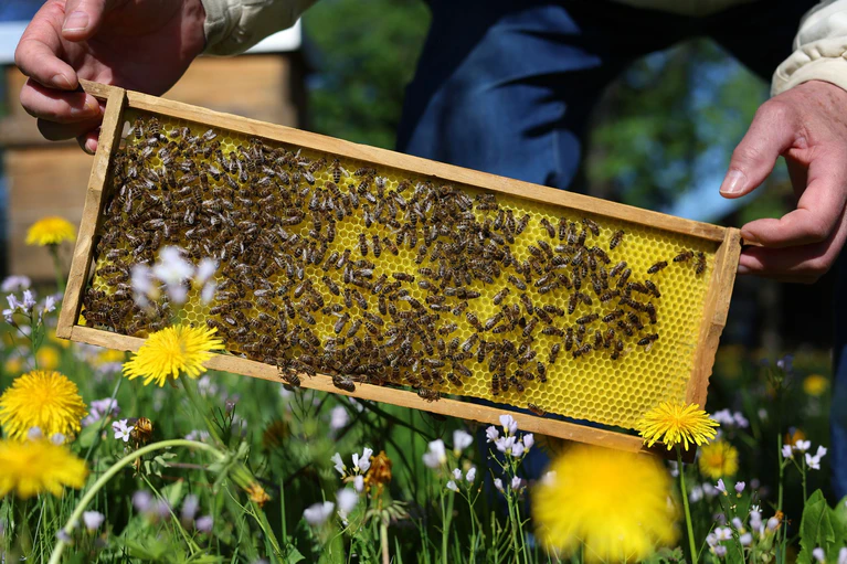 Noch sind die bayrischen Bienen auf der sicheren Seite. Experten rechnen aber damit, dass sie bald von einer neuen Milbe befallen werden. (Archivbild) — © Karl-Josef Hildenbrand/dpa