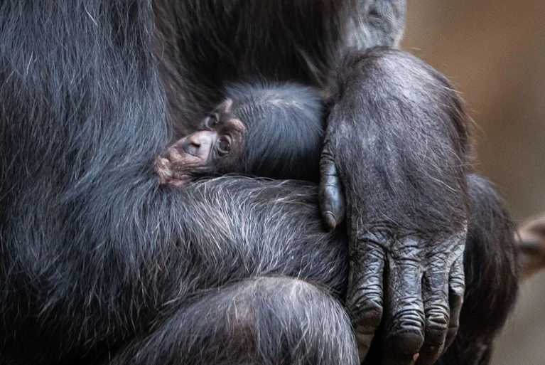 Ein Schimpansenbaby wie dieses wurde auch im Tierpark Hellabrunn geboren. (Symbolbild) — © Friso Gentsch/dpa