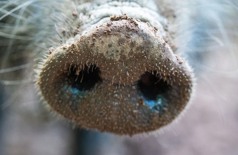 Bei der Aujeszkyschen Krankheit handelt es sich um eine Herpesvirusinfektion. (Symbolbild) — © Lino Mirgeler/dpa