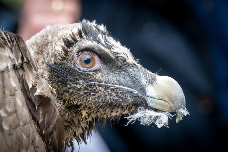 In wenigen Wochen werden die Junggeier erste Flugversuche machen. — © Peter Kneffel/dpa