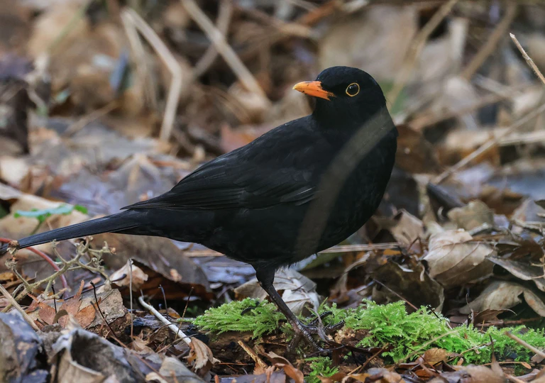 Die Amsel wurde bei der «Stunde der Gartenvögel» in Bayern am zweithäufigsten gesichtet. (Archivbild) — © Oliver Berg/dpa