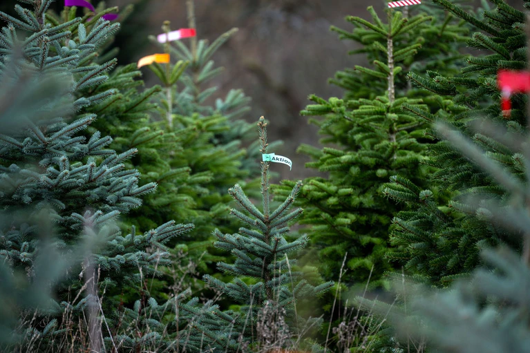 Die Christbaumsaison ist in vollem Gange. (Archivbild) — © Pia Bayer/dpa
