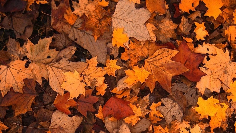  — © Gerd Altmann auf Pixabay