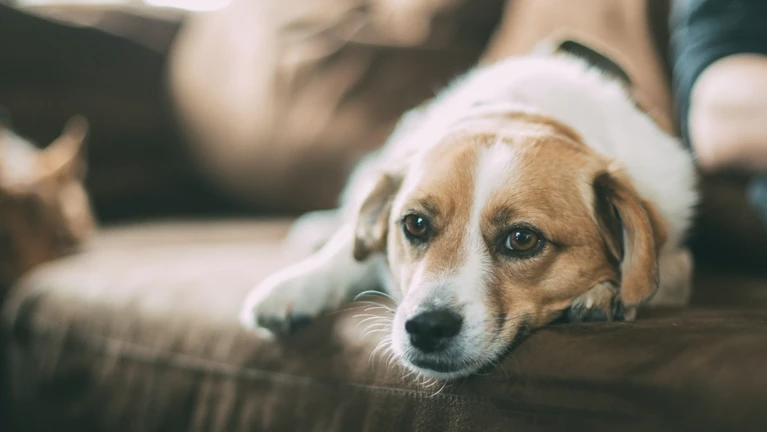 Hund Spende — © Bild: Unsplash