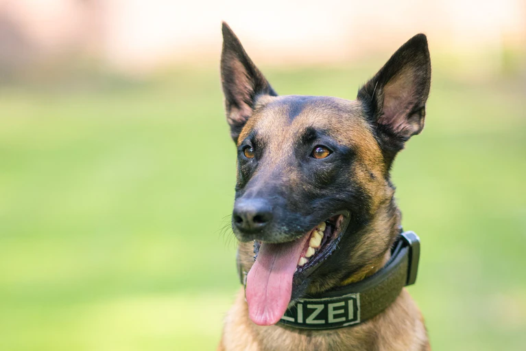 Der Polizeihund brachte den Flüchtigen schnell zu Boden. (Symbolbild) — © Mohssen Assanimoghaddam/dpa