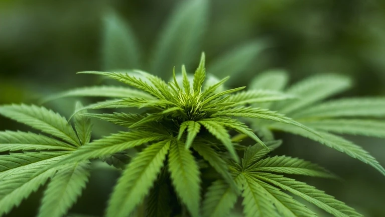  — © Bild von Herbal Hemp auf Pixabay