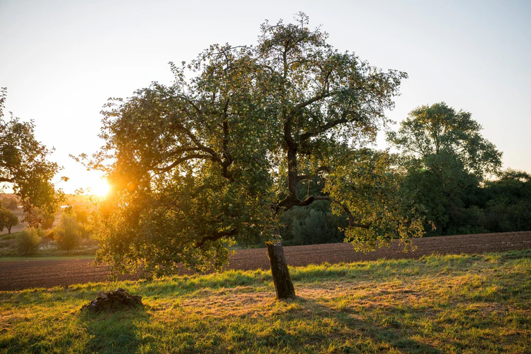 Streuobstwiesen bieten vielen Arten eine Heimat. (Symbolbild) — © Daniel Vogl/dpa