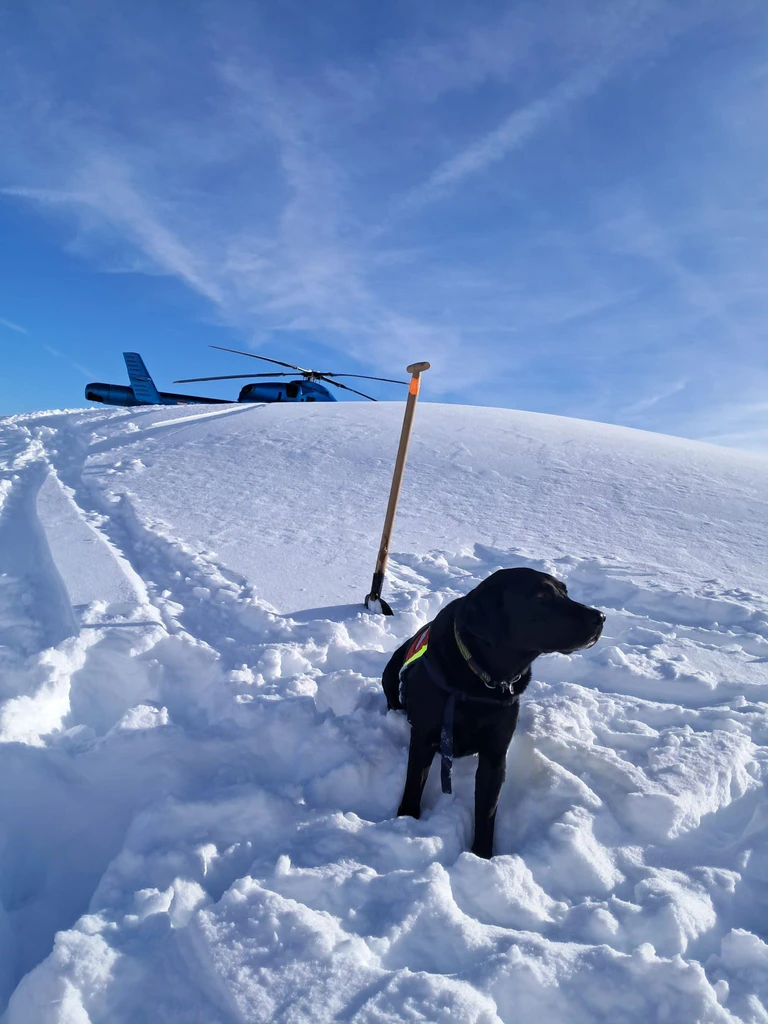 Auch Hunde waren nach dem Lawinenabgang am Finsterkopf im Einsatz.  — © Unbekannt/HUNDESTAFFEL BERGRETTUNG/APA/dpa
