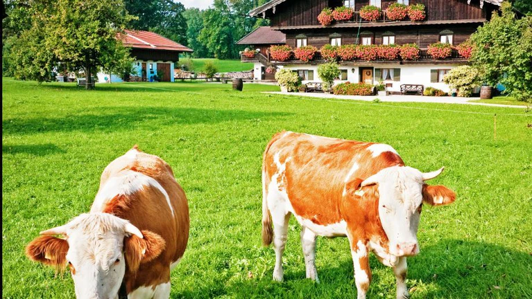 Kühe Bauernhof Bayern — © Bild: FooTToo/Unsplash