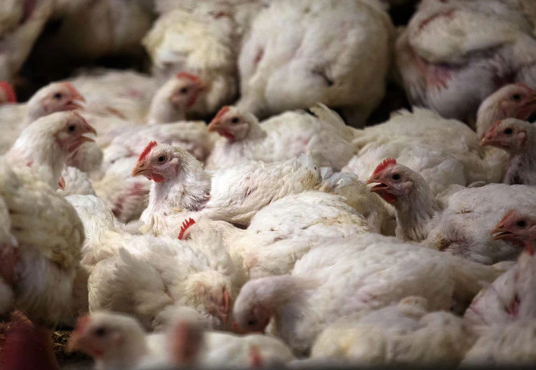 Im Landkreis Mühldorf am Inn droht 30.000 Masthähnchen der Tod. (Symbolbild) — © Jens Büttner/dpa-Zentralbild/dpa