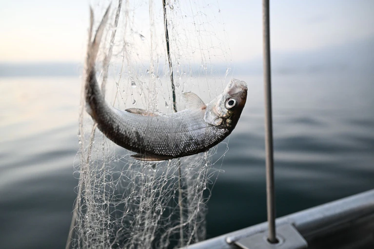 Noch ein Jahr lang sollen die Fische geschont werden. (Archivbild)  — © Felix Kästle/dpa