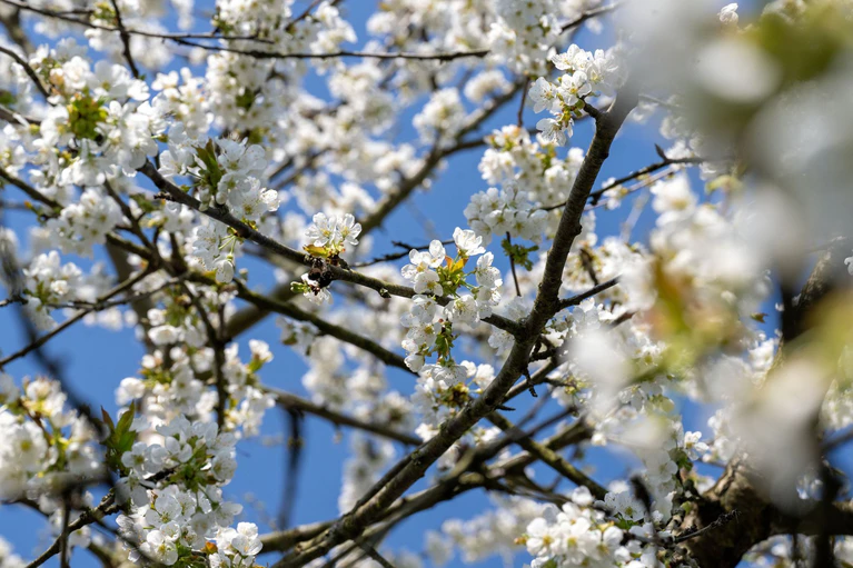Der Frühling setzt sich langsam auch in Bayern durch (Archivbild).  — © Pia Bayer/dpa