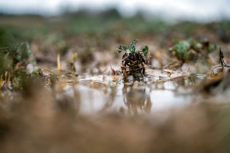 Viele Landwirte kämpften 2024 mit den Auswirkungen der großen Nässe. — © Pia Bayer/dpa