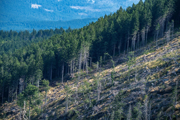 Die kleinen Borkenkäfer können ganze Wälder schädigen. (Archivbild) — © Armin Weigel/dpa