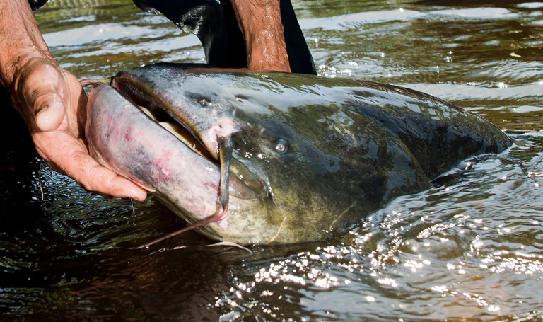 Bei dem «Killer-Waller» handelte es sich Fachleuten zufolge wohl um einen besorgten Fisch-Vater, der seinen Nachwuchs schützen wollte. (Symbolbild) — © Patrick Pleul/dpa