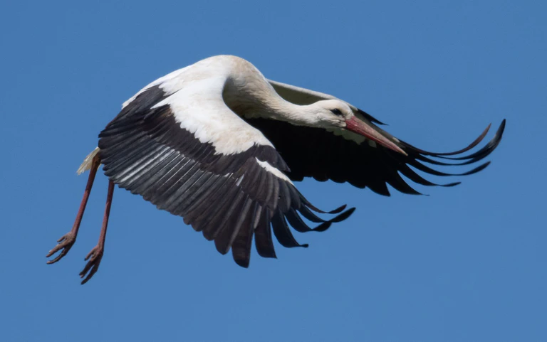 Der Vogel kam wohl mit dem Schrecken davon. (Symbolbild) — © Boris Roessler/dpa