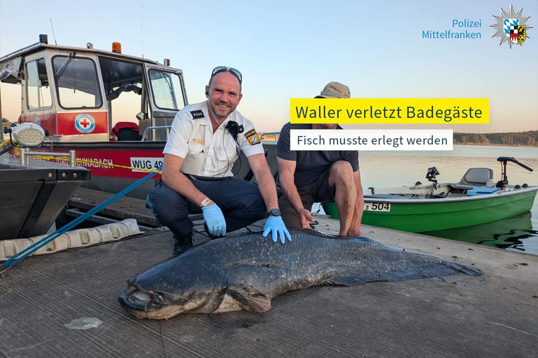 Die Polizei hat ein Foto des erlegten Riesenwels veröffentlicht. — © -/Polizei Mittelfranken/dpa