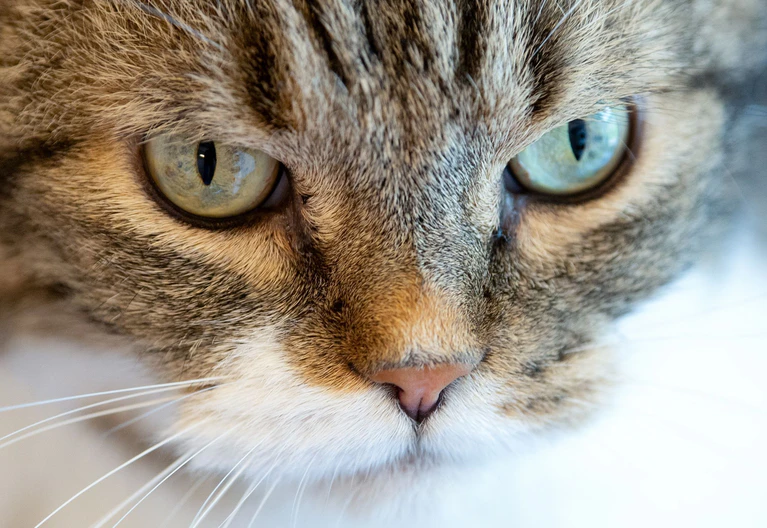 Weil so viele Katzen in Tierheimen landen, verlangen Tierschützer eine Kastrationspflicht. (Symbolbild) — © Sven Hoppe/dpa