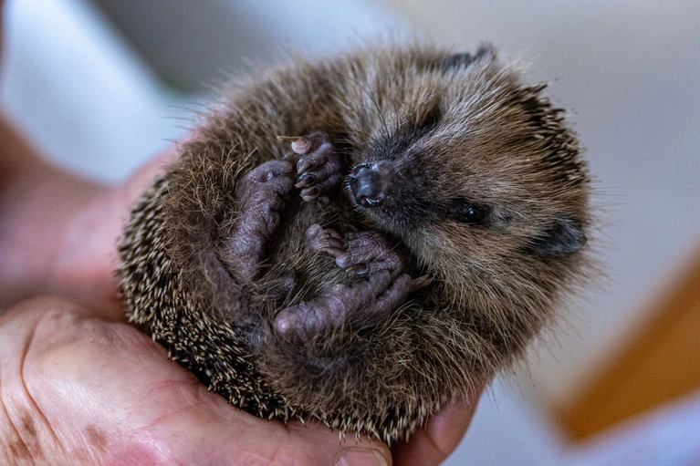 Nach dem Winterschlaf sind Igel ausgehungert. Doch früh im Jahr finden sie noch nicht genug zu fressen. (Symbolfoto) — © Armin Weigel/dpa