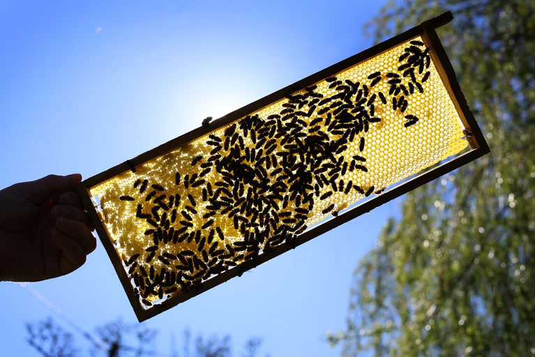 Die ursprünglich aus Südostasien stammende Art fängt Honigbienen vor ihrem Stock ab, um sie zu fressen. — © Karl-Josef Hildenbrand/dpa