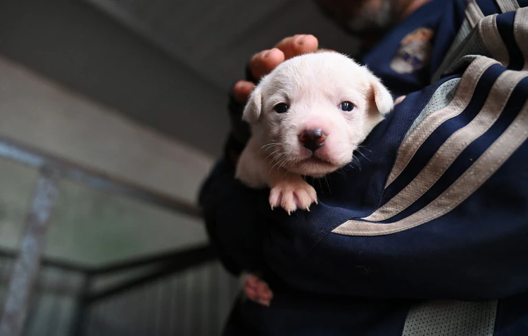 Die Polizisten fanden die Hundewelpen auf dem Beifahrersitz. (Symbolbild) — © Johannes Neudecker/dpa