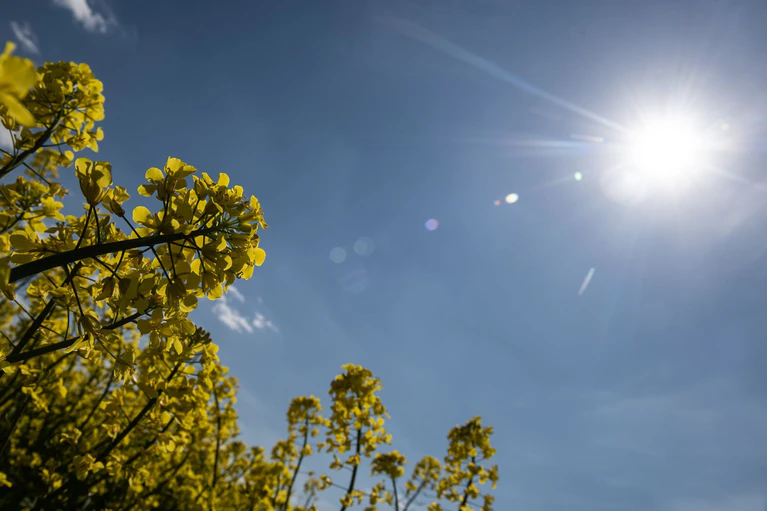 Die Sonne scheint zum Wochenstart fast im gesamten Freistaat. (Symbolbild) — © Swen Pförtner/dpa